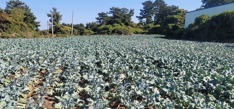 제주담은농장님의 장터 판매 상품 [제주담은농장 브로콜리] 첨부 사진