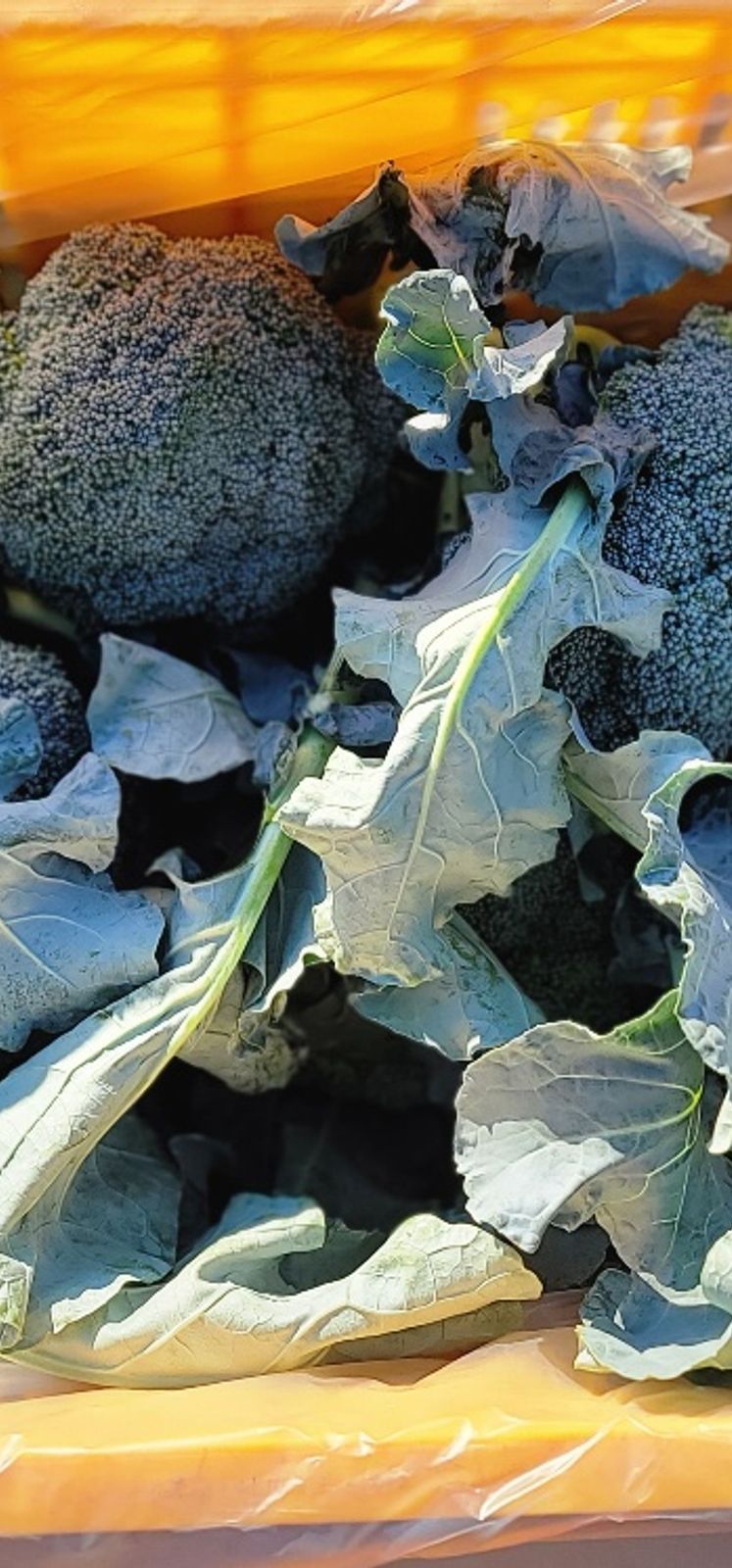 제주담은농장님의 장터 판매 상품 [제주담은농장 브로콜리] 첨부 사진