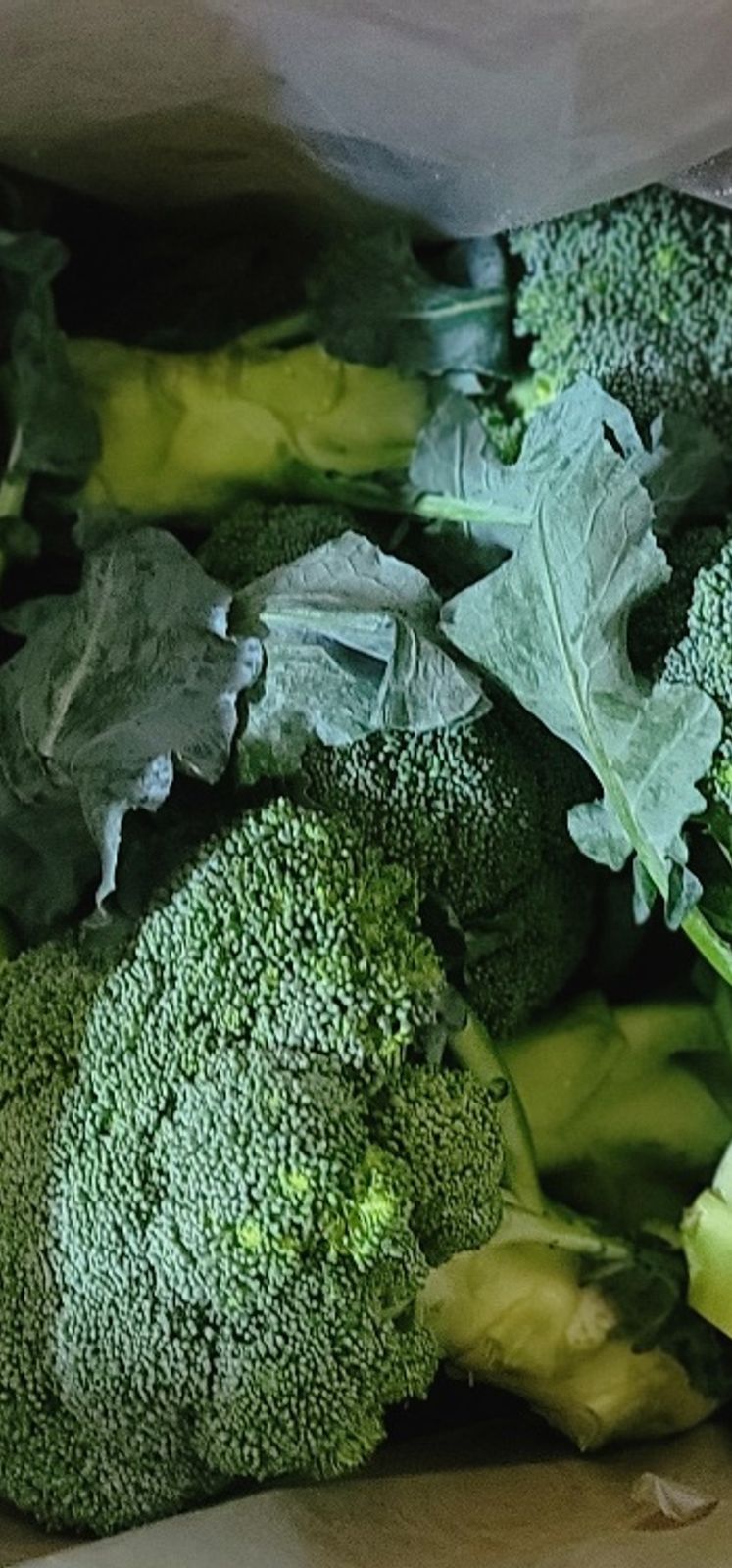 제주담은농장님의 장터 판매 상품 [제주담은농장 브로콜리] 첨부 사진