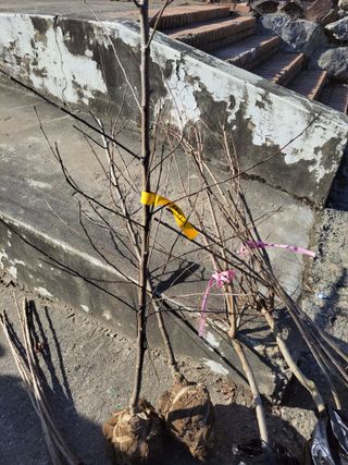 박정희 님의 장터이야기 · 자유게시판 작성글 사진