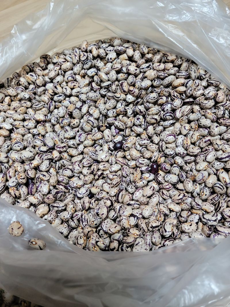 장터 상품 [호랑이강낭콩(종자용)] 썸네일