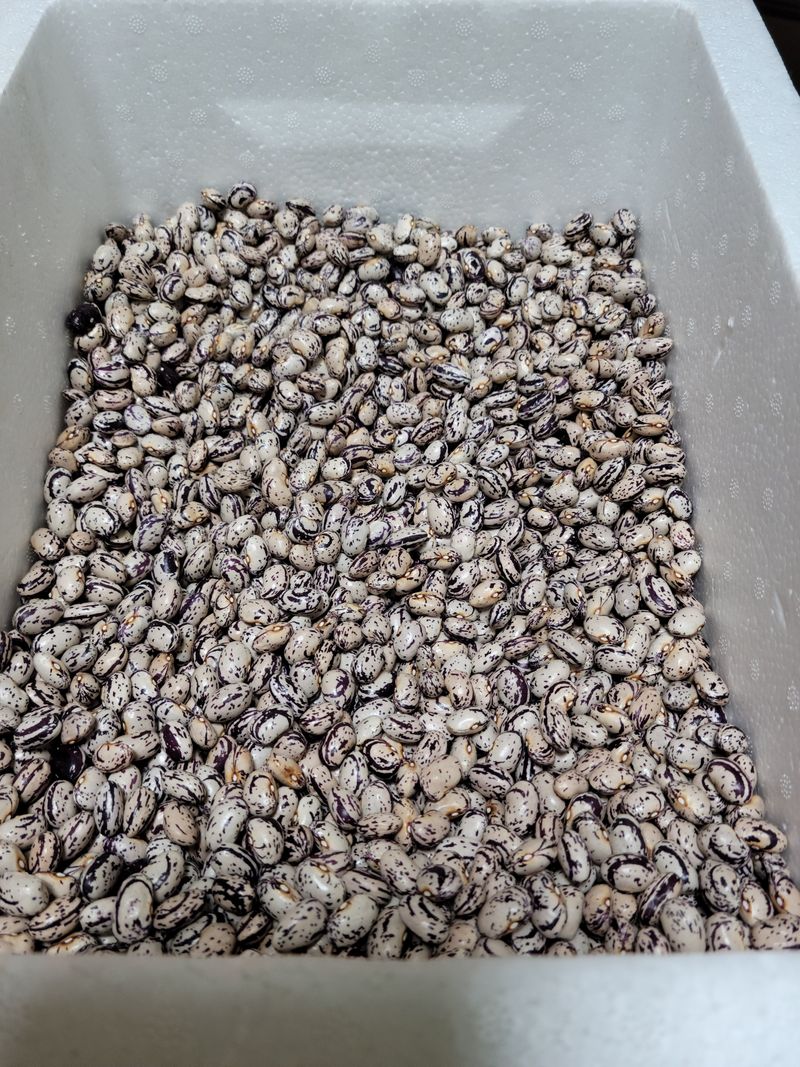 한태욱님의 장터 판매 상품 [호랑이강낭콩(종자용)] 첨부 사진