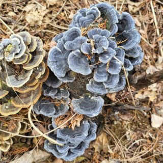 오케바리(옥경종)님의 농사, 무엇이든 물어보세요! · 참여글 작성글 사진