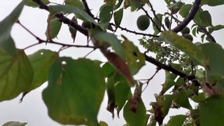 김현필님의 복숭아 · 병해충상담 작성글 사진