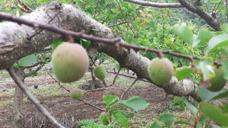 김현필님의 복숭아 · 병해충상담 작성글 사진