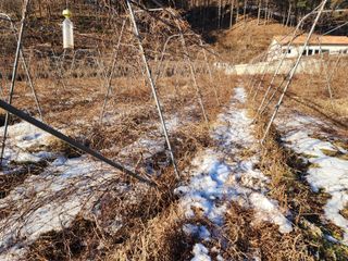 설악곰님의 기타작물 · 영농일지 작성글 사진