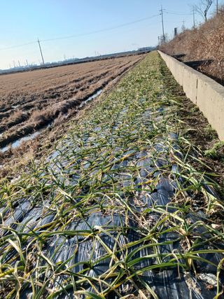 김해균 님의 마늘 · 마늘 쪽 비대기 작성글 사진