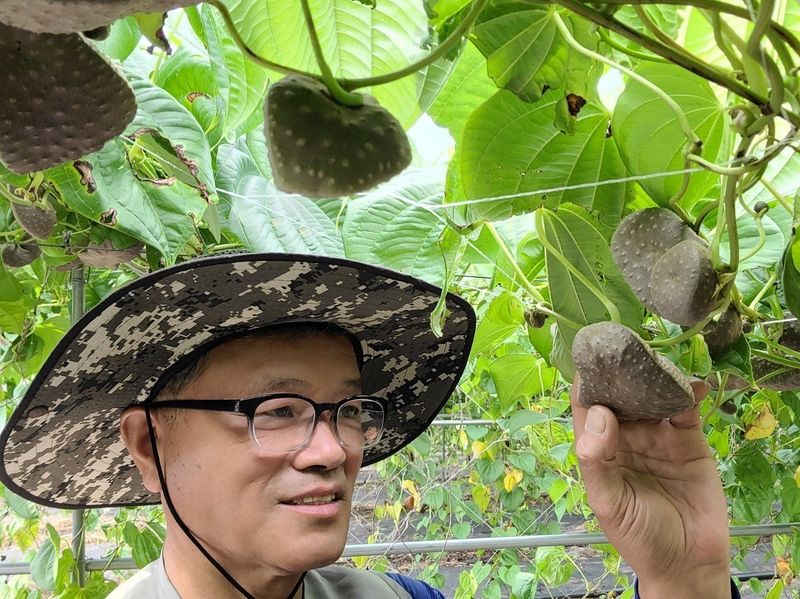 이용찬 열매마농원님의 장터 판매 상품 [햇하늘마(열매마) 3kg] 첨부 사진