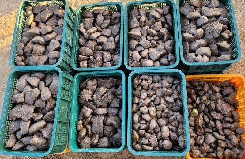 이용찬 열매마농원님의 장터 판매 상품 [햇하늘마(열매마) 3kg] 첨부 사진