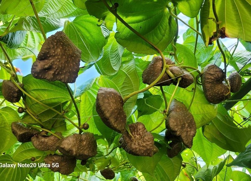이용찬 열매마농원님의 장터 판매 상품 [햇하늘마(열매마) 3kg] 첨부 사진