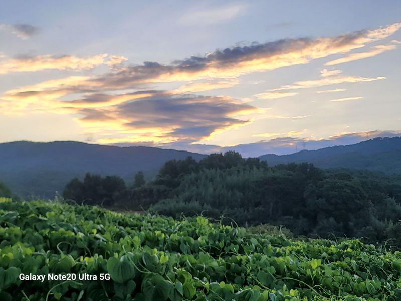 이용찬 열매마농원님의 장터 판매 상품 [햇하늘마(열매마) 3kg] 첨부 사진