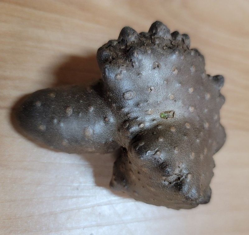 이용찬 열매마농원님의 장터 판매 상품 [햇하늘마(열매마) 3kg] 첨부 사진