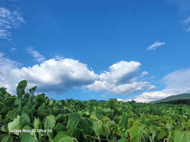 장터 상품 [햇하늘마(열매마) 3kg] 썸네일