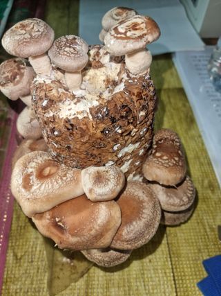 이동형님의 팜모닝에게 바라는 것은? · 참여글 작성글 사진