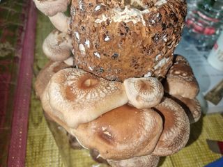 이동형님의 팜모닝에게 바라는 것은? · 참여글 작성글 사진