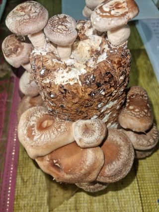 이동형님의 팜모닝에게 바라는 것은? · 참여글 작성글 사진