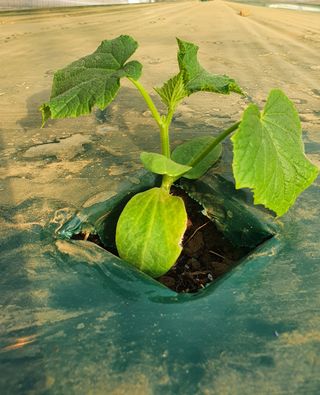 김인선님의 오이 · 자유게시판 작성글 사진