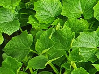 김인선님의 오이 · 자유게시판 작성글 사진