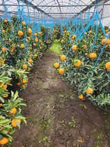 팜모닝 귤·영농일지 게시글 이미지