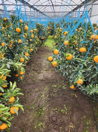 조상균님의 귤 · 영농일지 작성글 사진