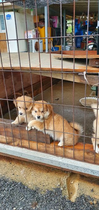 이계순님의 상추 · 자유게시판 작성글 사진