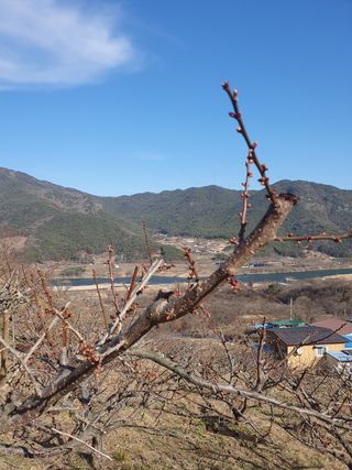 다온아띠농원 장현호님의 매실 · 자유게시판 작성글 사진