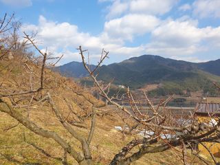 다온아띠농원 장현호님의 매실 · 자유게시판 작성글 사진