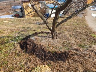 다온아띠농원 장현호님의 매실 · 자유게시판 작성글 사진