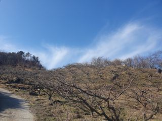 다온아띠농원 장현호님의 매실 · 자유게시판 작성글 사진