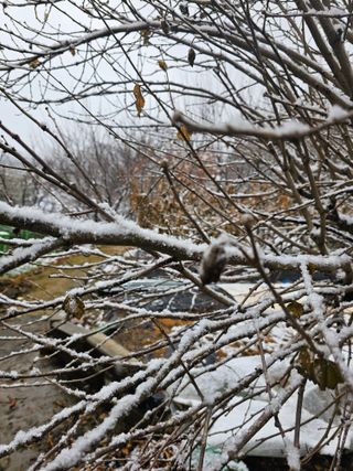 고영애님의 비활동 회원 알림 · 참여글 작성글 사진