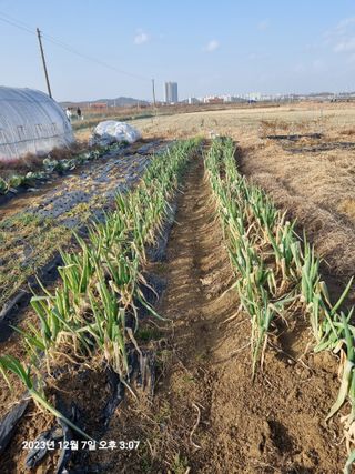 양파15030님의 비활동 회원 알림 · 참여글 작성글 사진