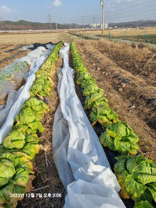 양파15030님의 비활동 회원 알림 · 참여글 작성글 사진
