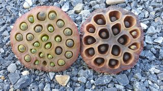 인생은 소풍처럼님의 팜모닝에게 바라는 것은? · 참여글 작성글 사진