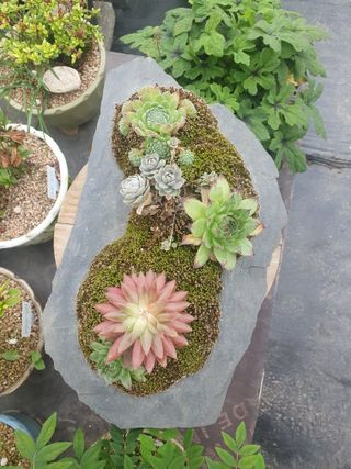 인생은 소풍처럼님의 팜모닝에게 바라는 것은? · 참여글 작성글 사진