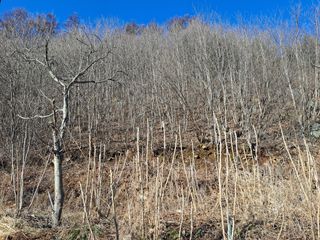 이상헌님의 두릅 · 일상 작성글 사진