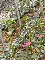 팜모닝 토마토·병해충상담 게시글 이미지