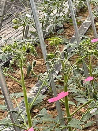 김치산님의 토마토 · 병해충상담 작성글 사진