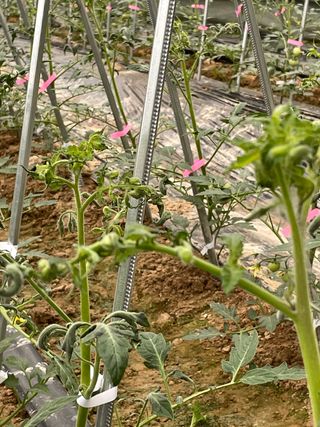 김치산님의 토마토 · 병해충상담 작성글 사진