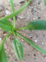 팜모닝 시금치·병해충상담 게시글 이미지