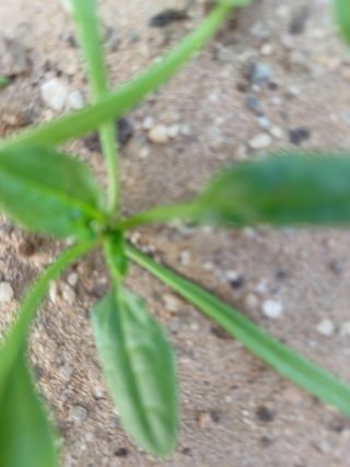 참깨21278님의 시금치 · 병해충상담 작성글 사진