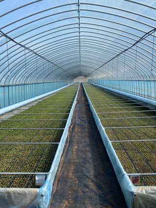 김성미님의 고추 · 품종•종자 작성글 사진