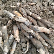 운길산님의 팜모닝에게 바라는 것은? · 참여글 작성글 사진