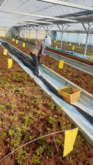 병풍취산채농원님의 사과 · 자연재해•동물피해 작성글 사진