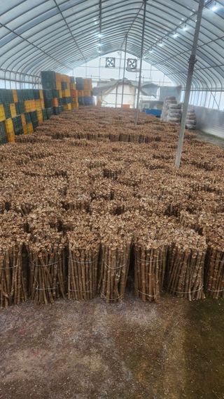 병풍취산채농원님의 두릅 · 일상 작성글 사진