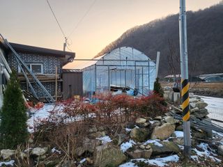 농막쥔님의 고구마 · 자유게시판 작성글 사진