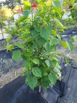 팜모닝 복숭아·병해충상담 게시글 이미지