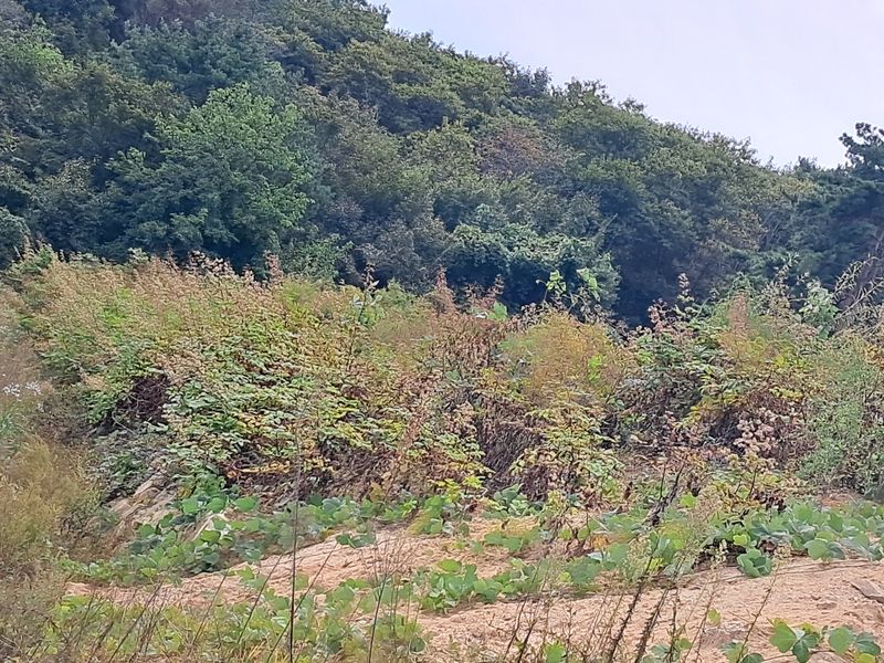 김종덕님의 장터 판매 상품 [야생 땅두릅모종] 첨부 사진