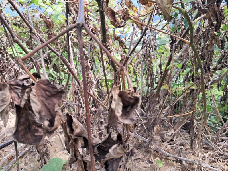 김종덕님의 장터 판매 상품 [야생 땅두릅모종] 첨부 사진
