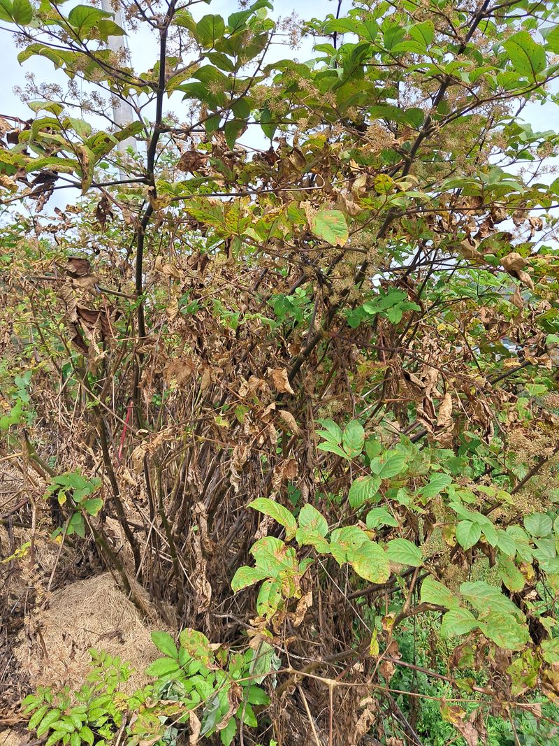 김종덕님의 장터 판매 상품 [야생 땅두릅모종] 첨부 사진