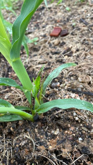 서영화님의 옥수수 · 병해충상담 작성글 사진